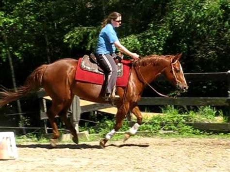 loping horse video